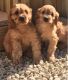 Cavapoo Puppies for sale in Portland, OR, USA. price: $400