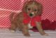 Cavapoo Puppies for sale in Brattleboro, VT 05301, USA. price: NA