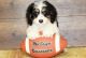 Cavapoo Puppies for sale in Guernsey, WY, USA. price: NA