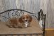 Cavapoo Puppies for sale in Houston, TX, USA. price: $700