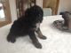 Cavapoo Puppies for sale in Pennsylvania Ave NW, Washington, DC, USA. price: $750