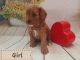 Cavapoo Puppies for sale in Houston, TX, USA. price: $700