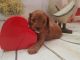 Cavapoo Puppies for sale in Brownsville, TX 78520, USA. price: NA