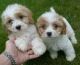 Cavapoo Puppies for sale in Grand Rapids, MI, USA. price: $400