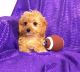 Cavapoo Puppies for sale in Bluff City, AR, USA. price: $500