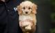 Cavapoo Puppies for sale in Panama City, FL, USA. price: NA