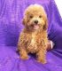 Cavapoo Puppies for sale in Bowman, SC 29018, USA. price: NA