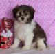 Cavapoo Puppies for sale in Pottstown, PA 19464, USA. price: NA