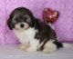 Cavapoo Puppies for sale in Pottstown, PA 19464, USA. price: $400