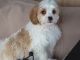 Cavapoo Puppies for sale in Pottstown, PA 19464, USA. price: $500