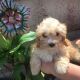 Cavapoo Puppies for sale in Pottstown, PA 19464, USA. price: $500