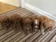 Cavapoo Puppies for sale in Pottstown, PA 19464, USA. price: $400