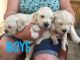 Cavapoo Puppies for sale in 2018 Elizabeth St, Springfield, IL 62702, USA. price: NA