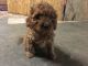 Cavapoo Puppies for sale in Turbotville, PA 17772, USA. price: NA