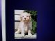 Cavapoo Puppies for sale in Allenwood, PA 17810, USA. price: NA