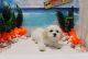 Cavapoo Puppies for sale in Las Vegas, NV 89178, USA. price: NA