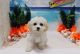 Cavapoo Puppies for sale in Las Vegas, NV 89178, USA. price: NA