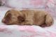 Cavapoo Puppies for sale in Louisville, KY, USA. price: $700