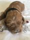 Cavapoo Puppies for sale in Louisville, KY, USA. price: $700