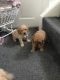 Cavapoo Puppies for sale in Pittsburgh, PA, USA. price: $400