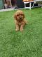 Cavapoo Puppies for sale in Colorado Springs, CO, USA. price: $400