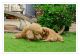 Cavapoo Puppies for sale in Canal Winchester South Rd, Canal Winchester, OH 43110, USA. price: NA