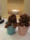 Cavapoo Puppies for sale in USAA Blvd, San Antonio, TX, USA. price: NA