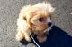 Cavapoo Puppies for sale in San Jose, CA 95113, USA. price: $450