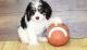 Cavapoo Puppies for sale in Houston, MS 38851, USA. price: NA
