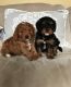 Cavapoo Puppies for sale in Provo, UT, USA. price: NA