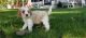 Cavapoo Puppies for sale in Russell Springs, KY 42642, USA. price: NA