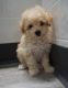 Cavapoo Puppies for sale in Gillette, WY, USA. price: NA