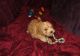 Cavapoo Puppies for sale in Bowling Green, KY, USA. price: NA