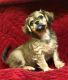 Cavapoo Puppies for sale in Phoenix, AZ, USA. price: $650