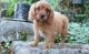 Cavapoo Puppies for sale in Garden City, ID, USA. price: $650