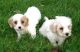 Cavapoo Puppies for sale in Texas City, TX, USA. price: NA