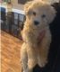 Cavapoo Puppies for sale in Chicago, IL 60625, USA. price: NA