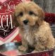 Cavapoo Puppies for sale in Denver, CO 80219, USA. price: $500