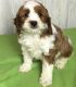 Cavapoo Puppies for sale in Columbus, OH, USA. price: NA