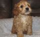 Cavapoo Puppies for sale in Chicago, IL 60616, USA. price: NA
