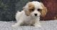 Cavapoo Puppies for sale in Columbus, OH 43214, USA. price: NA