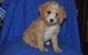 Cavapoo Puppies for sale in Boston, MA 02123, USA. price: $500
