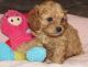 Cavapoo Puppies for sale in Detroit, MI 48227, USA. price: NA