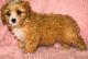 Cavapoo Puppies for sale in Lowell, MA 01852, USA. price: $500