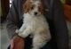 Cavapoo Puppies for sale in Omaha, NE 68139, USA. price: NA