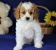 Cavapoo Puppies for sale in New Orleans, LA, USA. price: $500