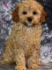 Cavapoo Puppies for sale in Portland, OR 97236, USA. price: $500