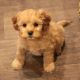 Cavapoo Puppies for sale in Tulsa, OK 74135, USA. price: $200