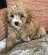 Cavapoo Puppies for sale in Bowman, SC 29018, USA. price: NA