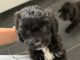 Cavapoo Puppies for sale in Pasadena, TX, USA. price: $400